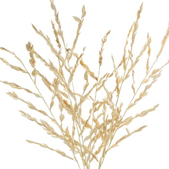 Pareja Ramas Hojas Hierba Natural 148cm