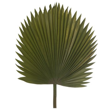 Foglie Di Palma - Verde _117cm
