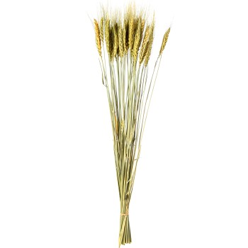 Ramo Varas Grano Beige