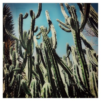 4mm Tempered Glass Wall Art Cactus - 80x80cm- 80x80x0,4cm